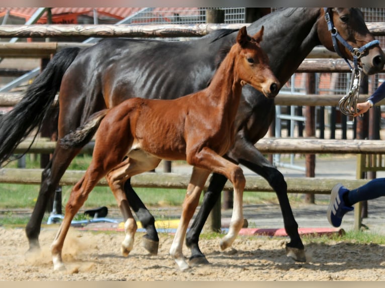 Hannoveraner Hengst  170 cm Brauner in Deinste