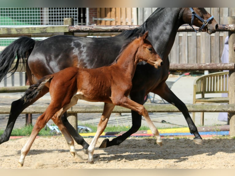Hannoveraner Hengst  170 cm Brauner in Deinste