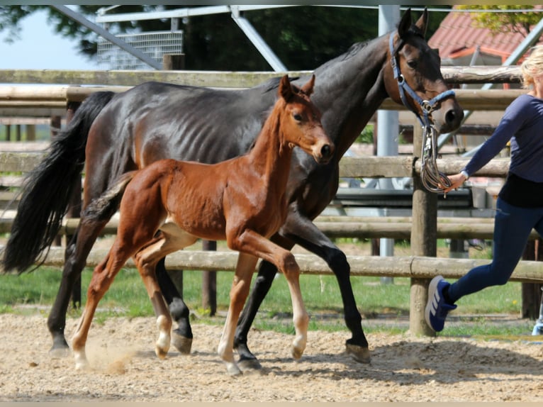 Hannoveraner Hengst  170 cm Brauner in Deinste