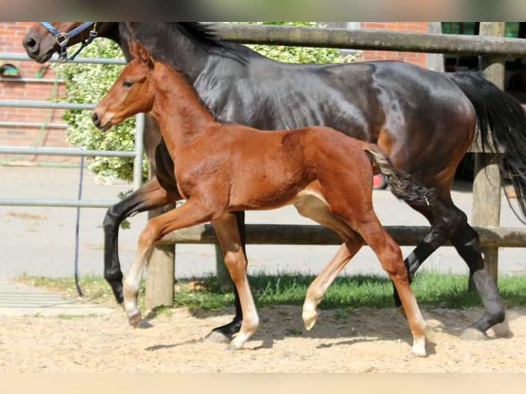 Hannoveraner Hengst  170 cm Brauner in Deinste