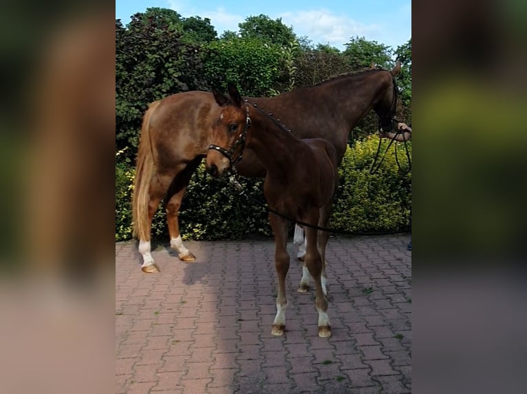 Hannoveraner Hengst Fohlen (06/2024) 170 cm Brauner in Aurich