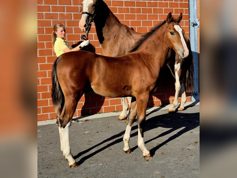 Hannoveraner Hengst Fohlen (05/2025) 170 cm Brauner in Ochtersum