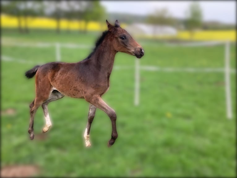 Hannoveraner Hengst  170 cm Brauner in Moringen