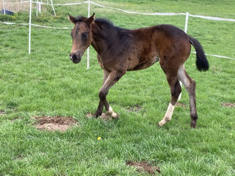 Hannoveraner Hengst  170 cm Brauner in Moringen