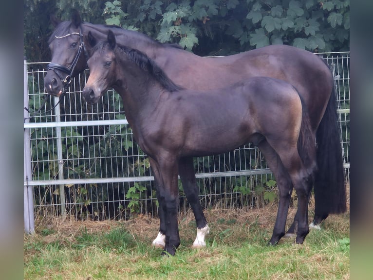 Hannoveraner Hengst Fohlen (03/2026) 170 cm Dunkelbrauner in Heede