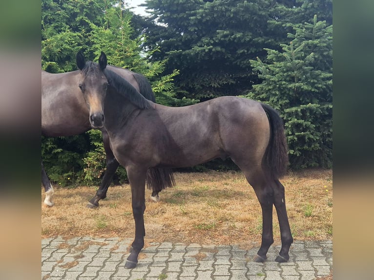 Hannoveraner Hengst Fohlen (03/2026) 170 cm Dunkelbrauner in Heede