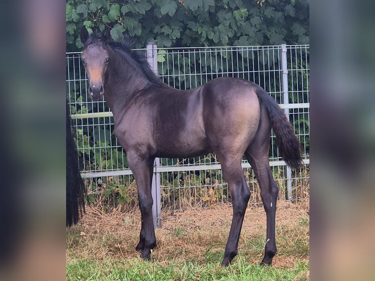 Hannoveraner Hengst Fohlen (03/2026) 170 cm Dunkelbrauner in Heede