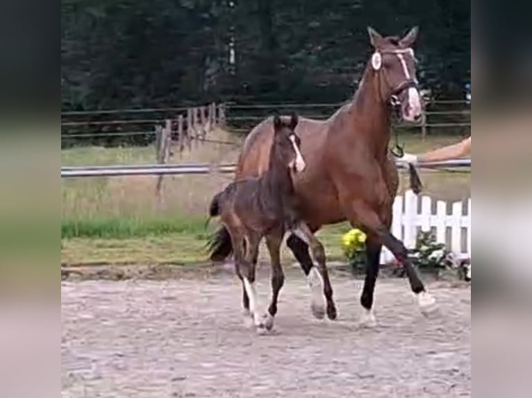 Hannoveraner Hengst Fohlen (05/2025) 170 cm Dunkelbrauner in Friedeburg