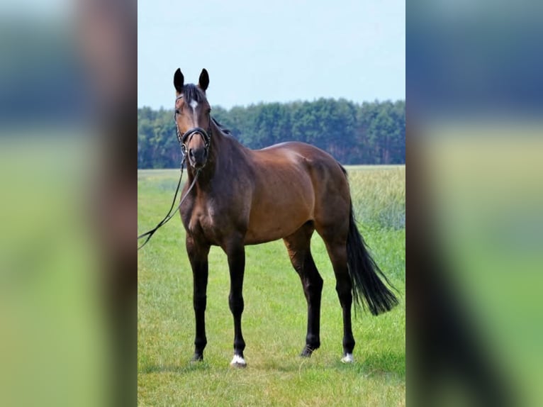 Hannoveraner Hengst Fohlen (06/2025) 170 cm Dunkelbrauner in Bassum