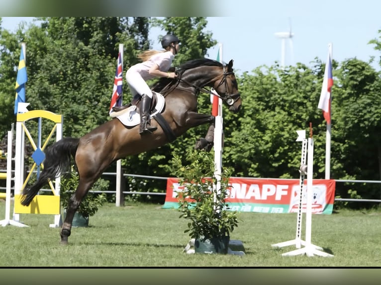 Hannoveraner Hengst Fohlen (06/2025) 170 cm Dunkelbrauner in Bassum