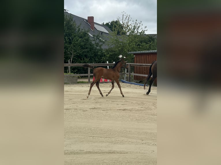 Hannoveraner Hengst Fohlen (06/2025) 170 cm Dunkelbrauner in Bassum