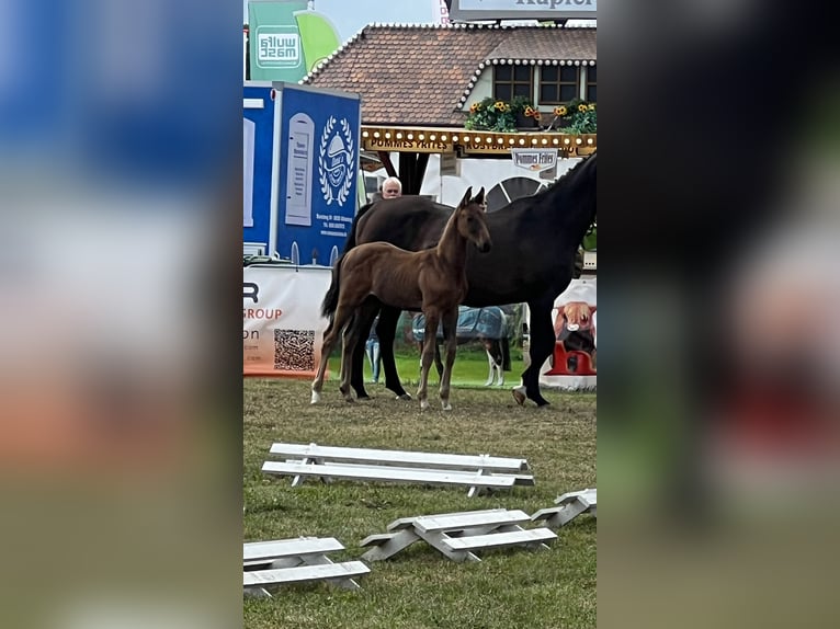 Hannoveraner Hengst Fohlen (06/2025) 170 cm Dunkelbrauner in Bassum