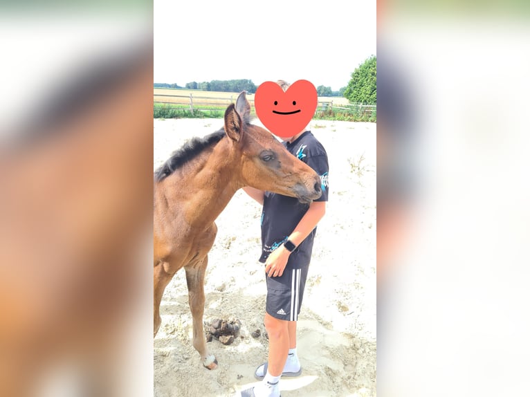 Hannoveraner Hengst Fohlen (06/2025) 170 cm Dunkelbrauner in Bassum