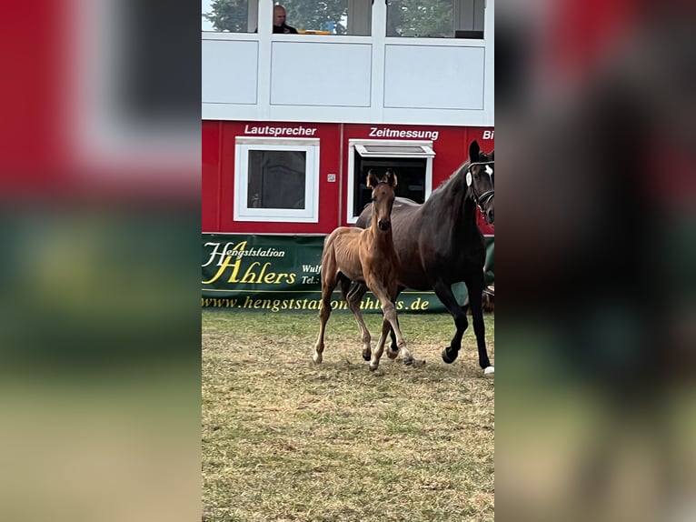 Hannoveraner Hengst Fohlen (06/2025) 170 cm Dunkelbrauner in Bassum