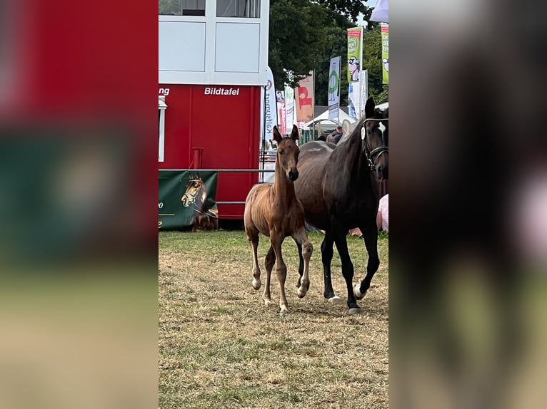 Hannoveraner Hengst Fohlen (06/2025) 170 cm Dunkelbrauner in Bassum
