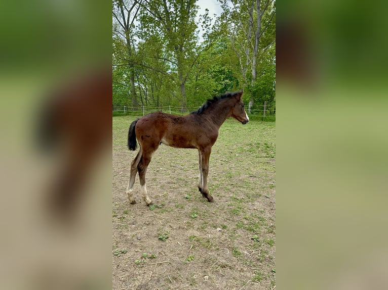 Hannoveraner Hengst  170 cm Dunkelbrauner in Neudietendorf