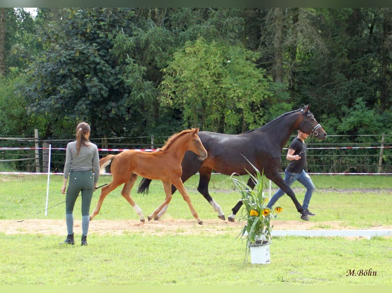 Hannoveraner Hengst  170 cm Dunkelfuchs in Harsefeld