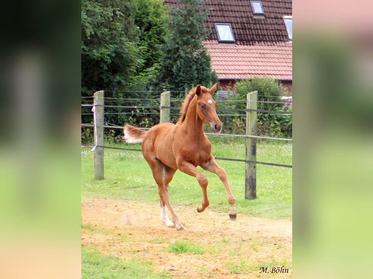 Hannoveraner Hengst  170 cm Dunkelfuchs in Harsefeld