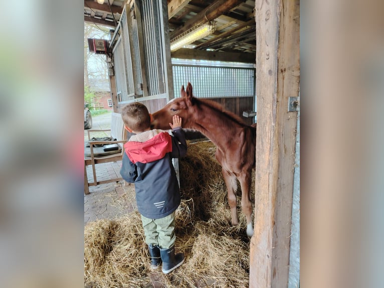 Hannoveraner Hengst  170 cm Dunkelfuchs in Wurster Nordseeküste