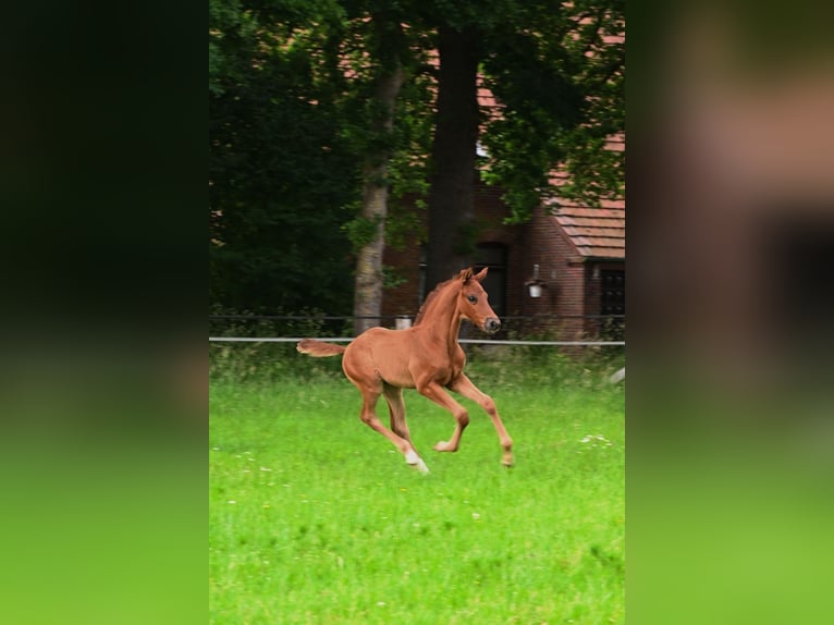 Hannoveraner Hengst  170 cm Dunkelfuchs in Westerstede