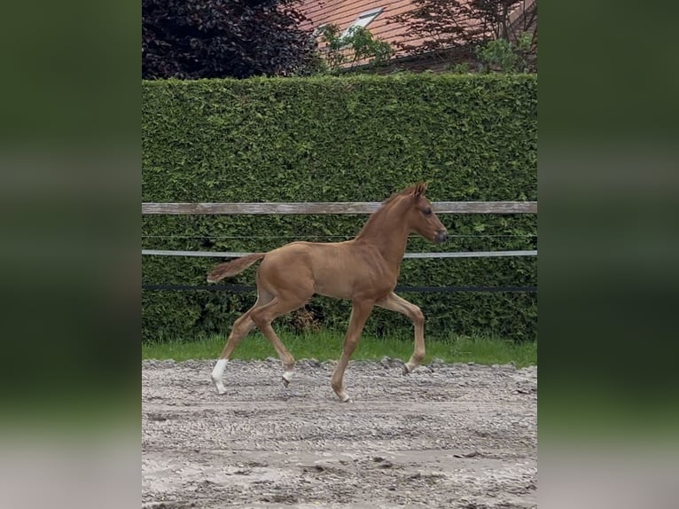 Hannoveraner Hengst  170 cm Dunkelfuchs in Westerstede