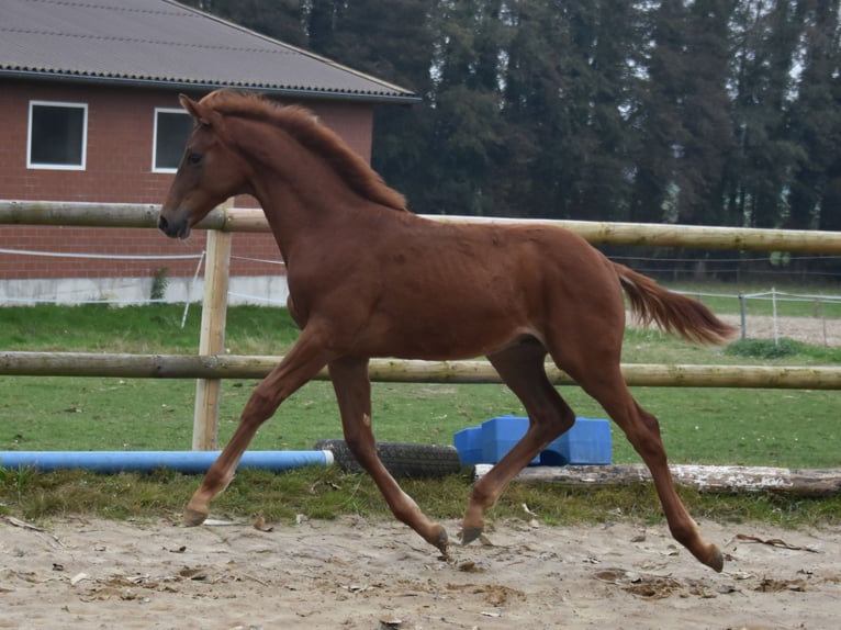 Hannoveraner Hengst Fohlen (06/2025) 170 cm Dunkelfuchs in Westerkappeln