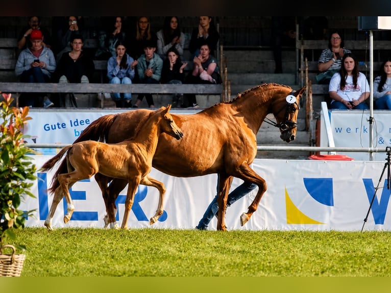 Hannoveraner Hengst Fohlen (06/2026) 170 cm Fuchs in Geestland