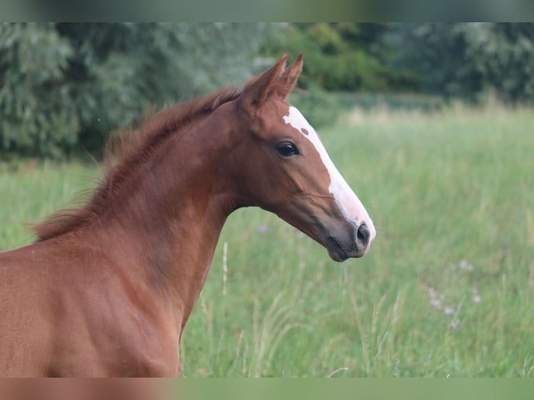 Hannoveraner Hengst Fohlen (06/2026) 170 cm Fuchs in Obernkirchen