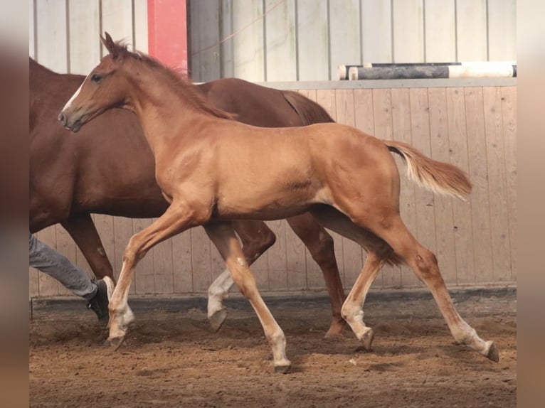 Hannoveraner Hengst Fohlen (06/2026) 170 cm Fuchs in Obernkirchen