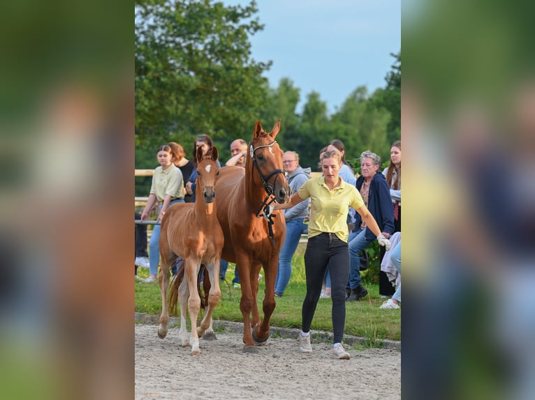 Hannoveraner Hengst  170 cm Fuchs in Gro&#xDF;efehn Bagband
