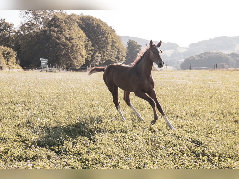 Hannoveraner Hengst Fohlen (05/2025) 170 cm Fuchs in Lautertal