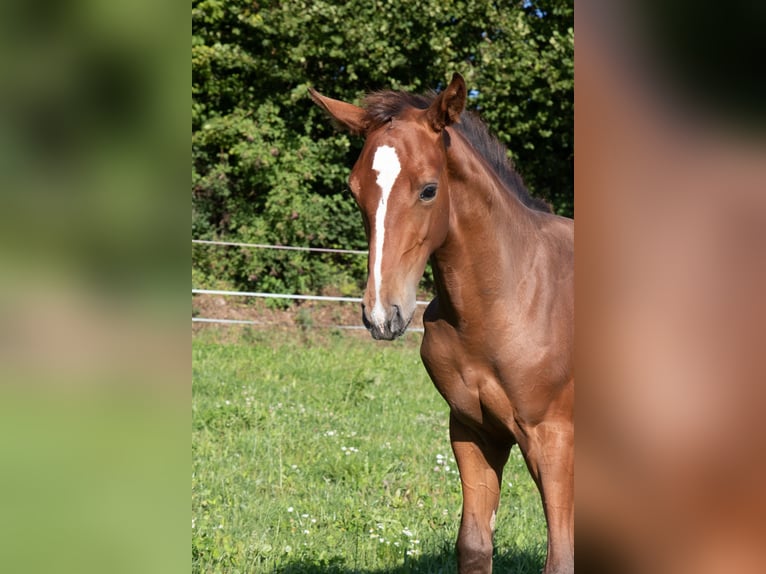 Hannoveraner Hengst Fohlen (05/2025) 170 cm Fuchs in Lautertal