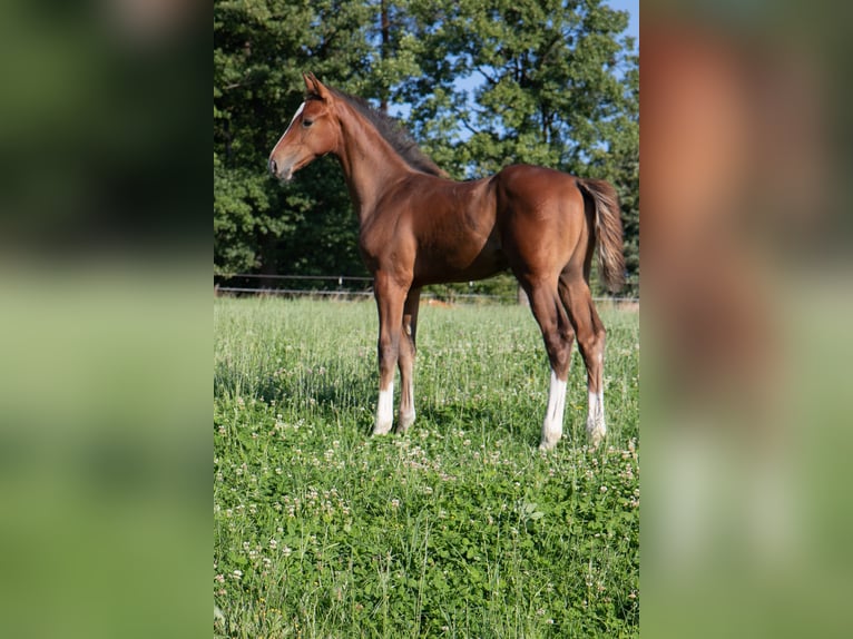 Hannoveraner Hengst Fohlen (05/2025) 170 cm Fuchs in Lautertal