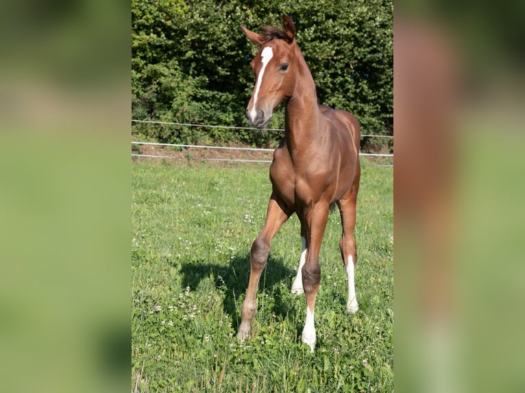 Hannoveraner Hengst Fohlen (05/2025) 170 cm Fuchs in Lautertal