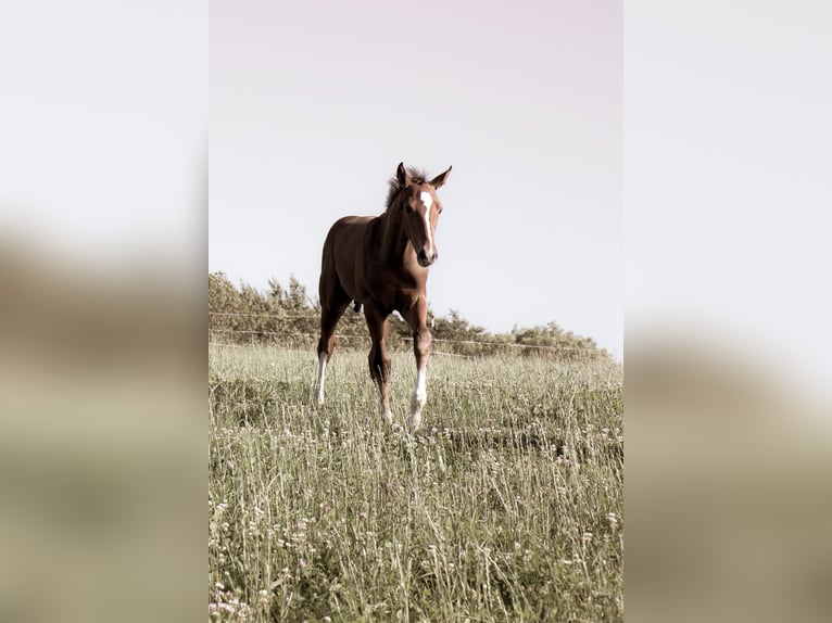 Hannoveraner Hengst Fohlen (05/2025) 170 cm Fuchs in Lautertal