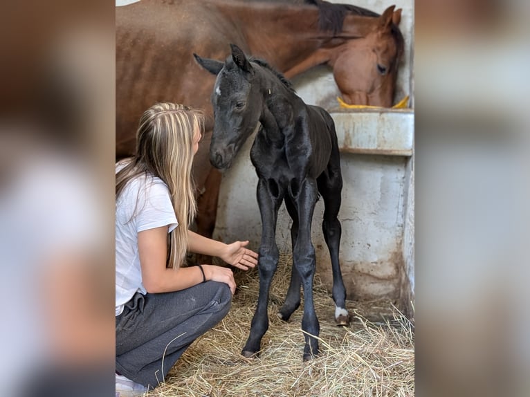 Hannoveraner Hengst Fohlen (04/2026) 170 cm Rappe in Herren Sulzbach