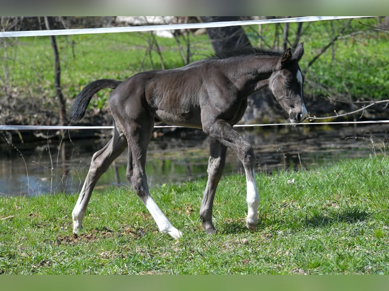 Hannoveraner Hengst Fohlen (03/2026) 170 cm Rappe in Drei Gleichen