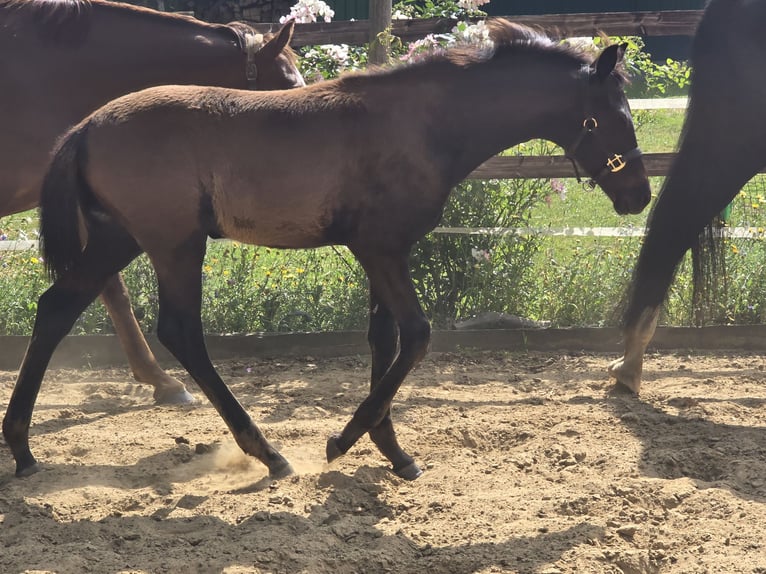 Hannoveraner Hengst Fohlen (04/2026) 170 cm Rappe in Drochtersen