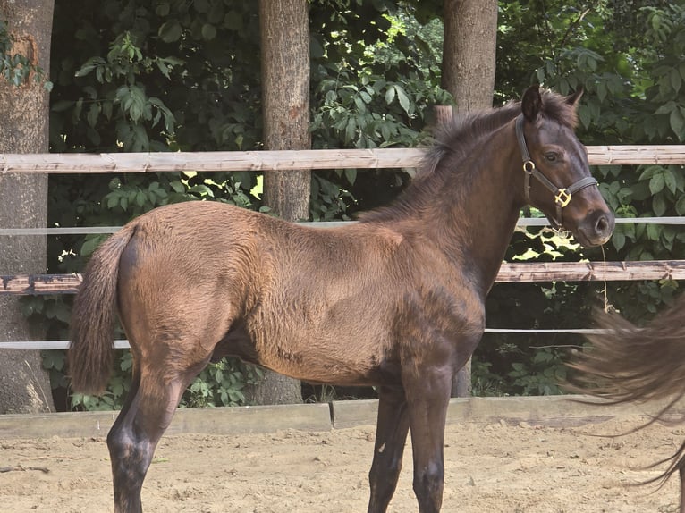 Hannoveraner Hengst Fohlen (04/2026) 170 cm Rappe in Drochtersen