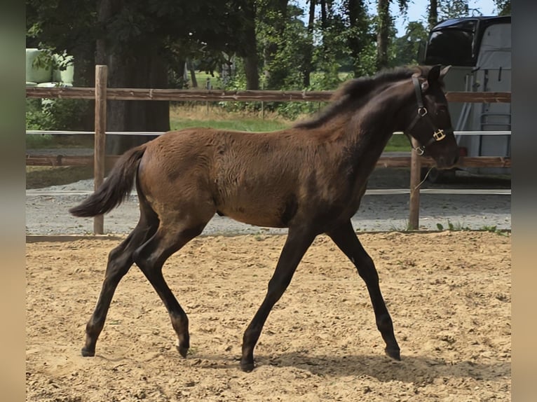 Hannoveraner Hengst Fohlen (04/2026) 170 cm Rappe in Drochtersen