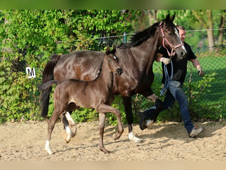 Hannoveraner Hengst Fohlen (04/2026) 170 cm Rappe in Kutenholz