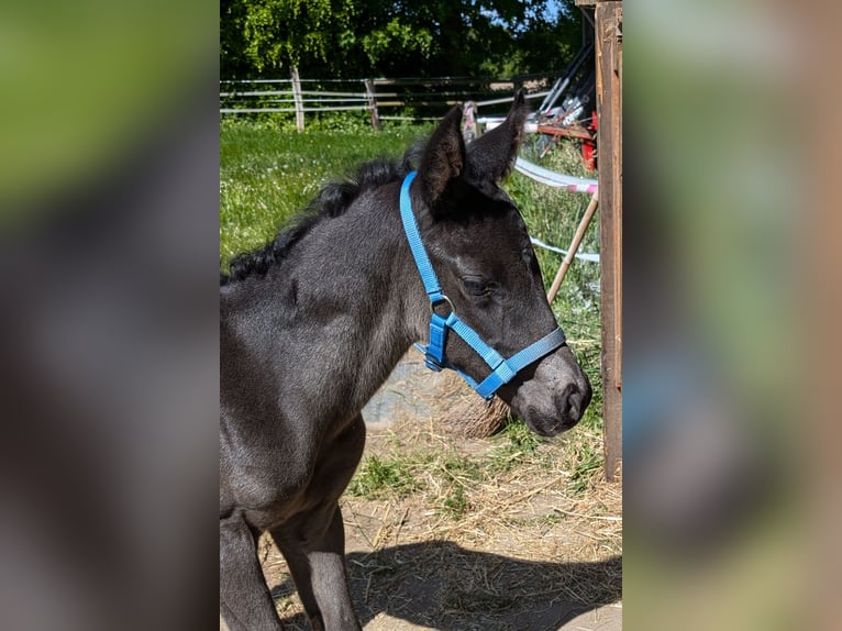 Hannoveraner Hengst  170 cm Rappe in Rosengarten