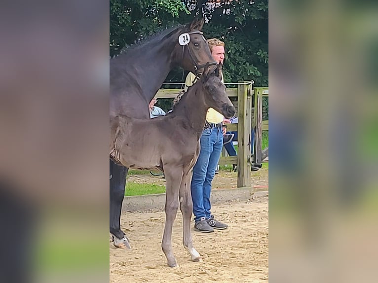 Hannoveraner Hengst  170 cm Rappe in Rosengarten