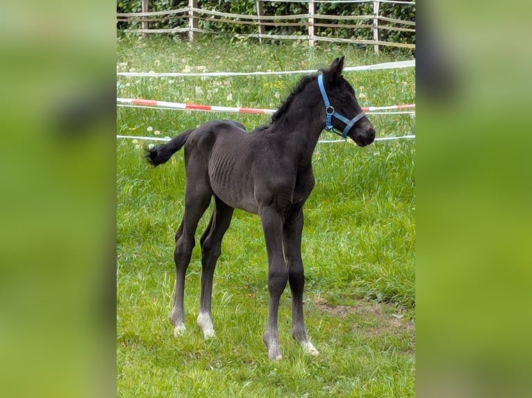 Hannoveraner Hengst  170 cm Rappe in Rosengarten