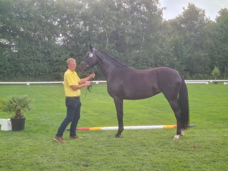 Hannoveraner Hengst  170 cm Rappe in Langen