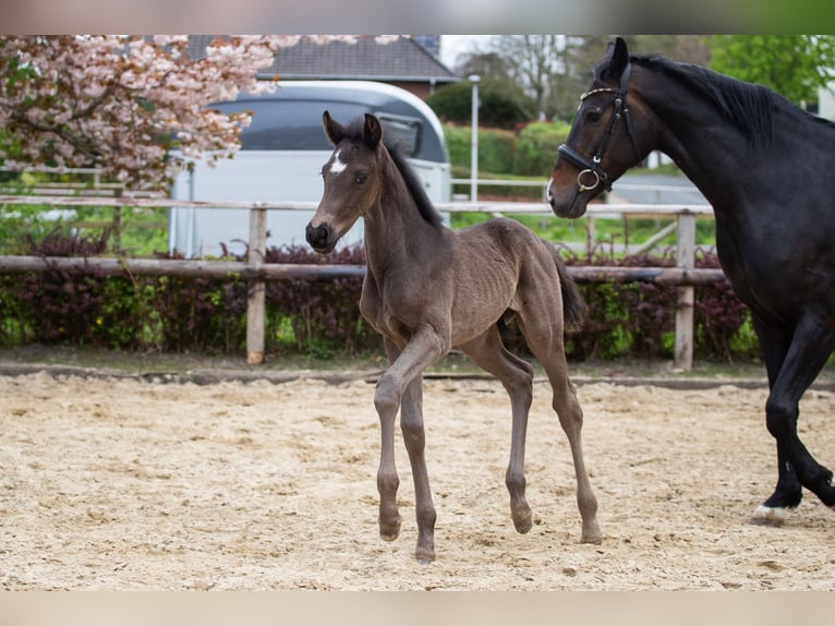 Hannoveraner Hengst  170 cm Rappe in Langen