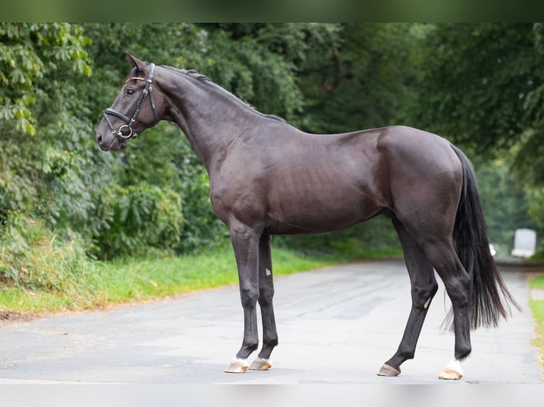 Hannoveraner Hengst  170 cm Rappe in Langen