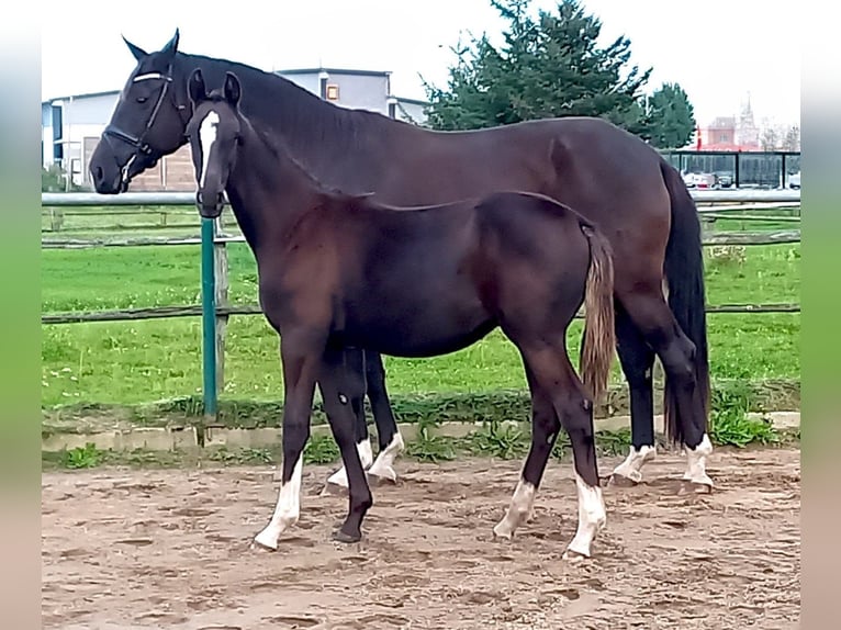 Hannoveraner Hengst Fohlen (03/2026) 170 cm Rappe in Stralendorf