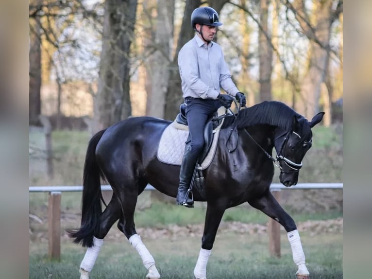 Hannoveraner Hengst Fohlen (03/2026) 170 cm Rappe in Stralendorf