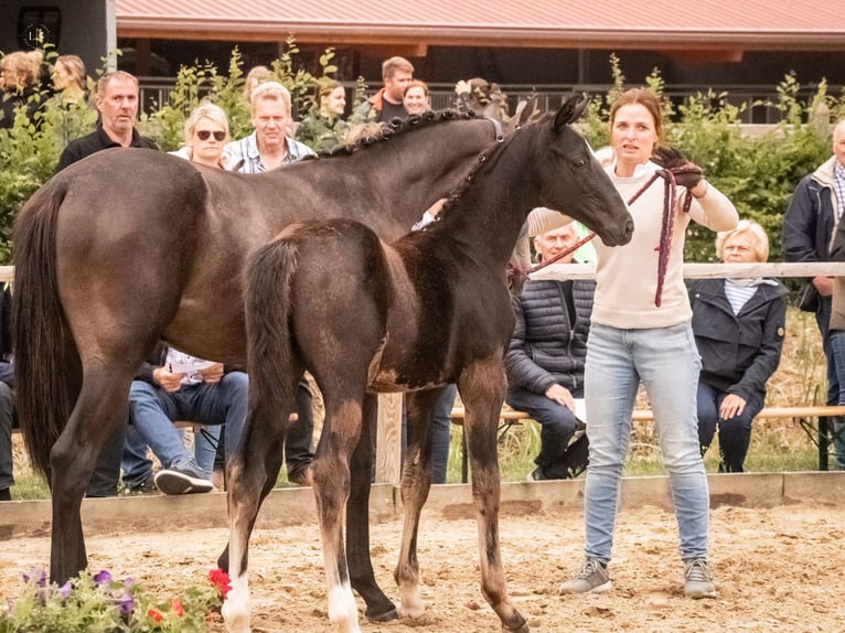 Hannoveraner Hengst  170 cm Rappe in Wagenfeld